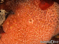 scuba diving photo