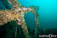 scuba diving photo
