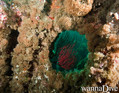 scuba diving photo