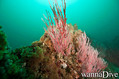 scuba diving photo