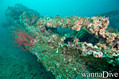 scuba diving photo