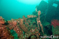 scuba diving photo