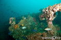 scuba diving photo