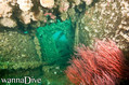 scuba diving photo