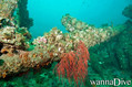 scuba diving photo