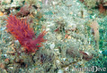 scuba diving photo