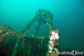 scuba diving photo