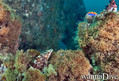 scuba diving photo