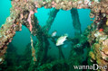 scuba diving photo