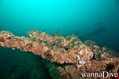 scuba diving photo
