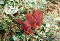 scuba diving photo