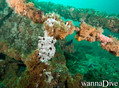 scuba diving photo
