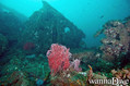 scuba diving photo