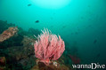 scuba diving photo