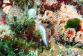 scuba diving photo