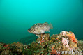 scuba diving photo
