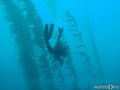 scuba diving photo