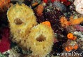 scuba diving photo