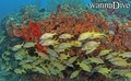 scuba diving photo
