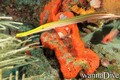 scuba diving photo