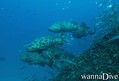 scuba diving photo