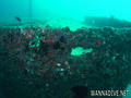 scuba diving photo