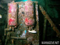 scuba diving photo