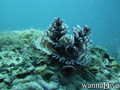 scuba diving photo