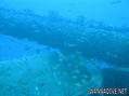 scuba diving photo