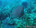 scuba diving photo