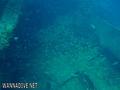 scuba diving photo