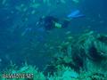 scuba diving photo