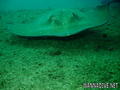 scuba diving photo