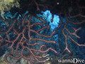 scuba diving photo
