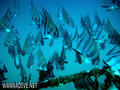 scuba diving photo