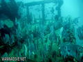 scuba diving photo