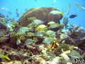 scuba diving photo