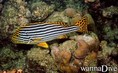 scuba diving photo