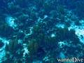 scuba diving photo