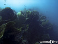scuba diving photo
