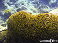 scuba diving photo