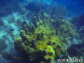scuba diving photo