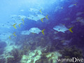 scuba diving photo