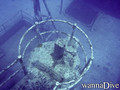scuba diving photo