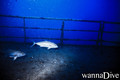 scuba diving photo