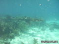 scuba diving photo