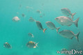 scuba diving photo