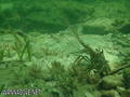 scuba diving photo