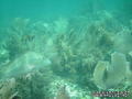 scuba diving photo