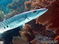 scuba diving photo